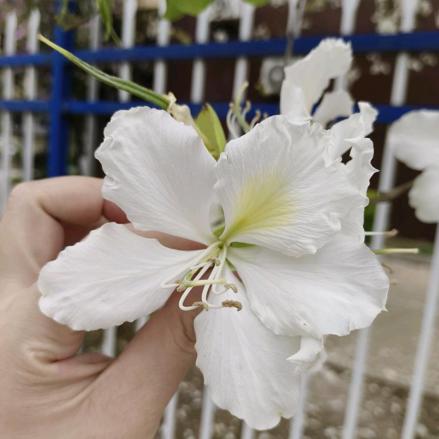 快乐小天使彤彤