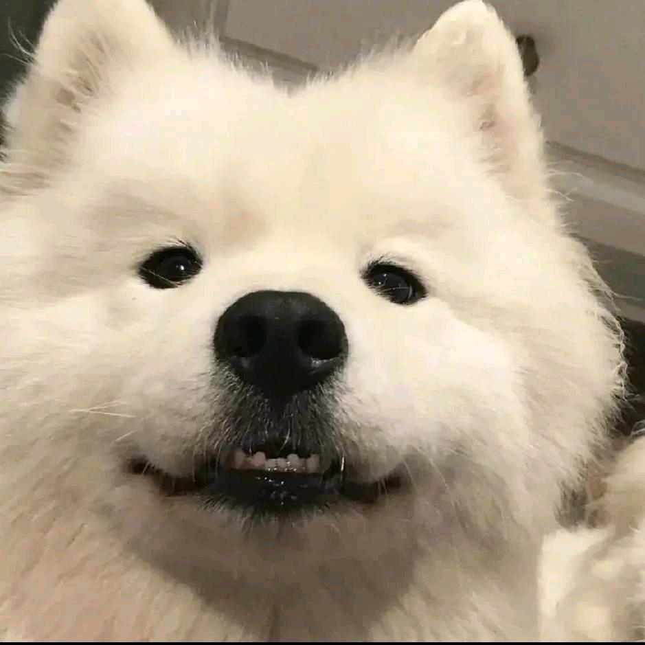 没头脑