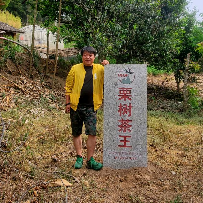 雾境茶林专注古树纯料
