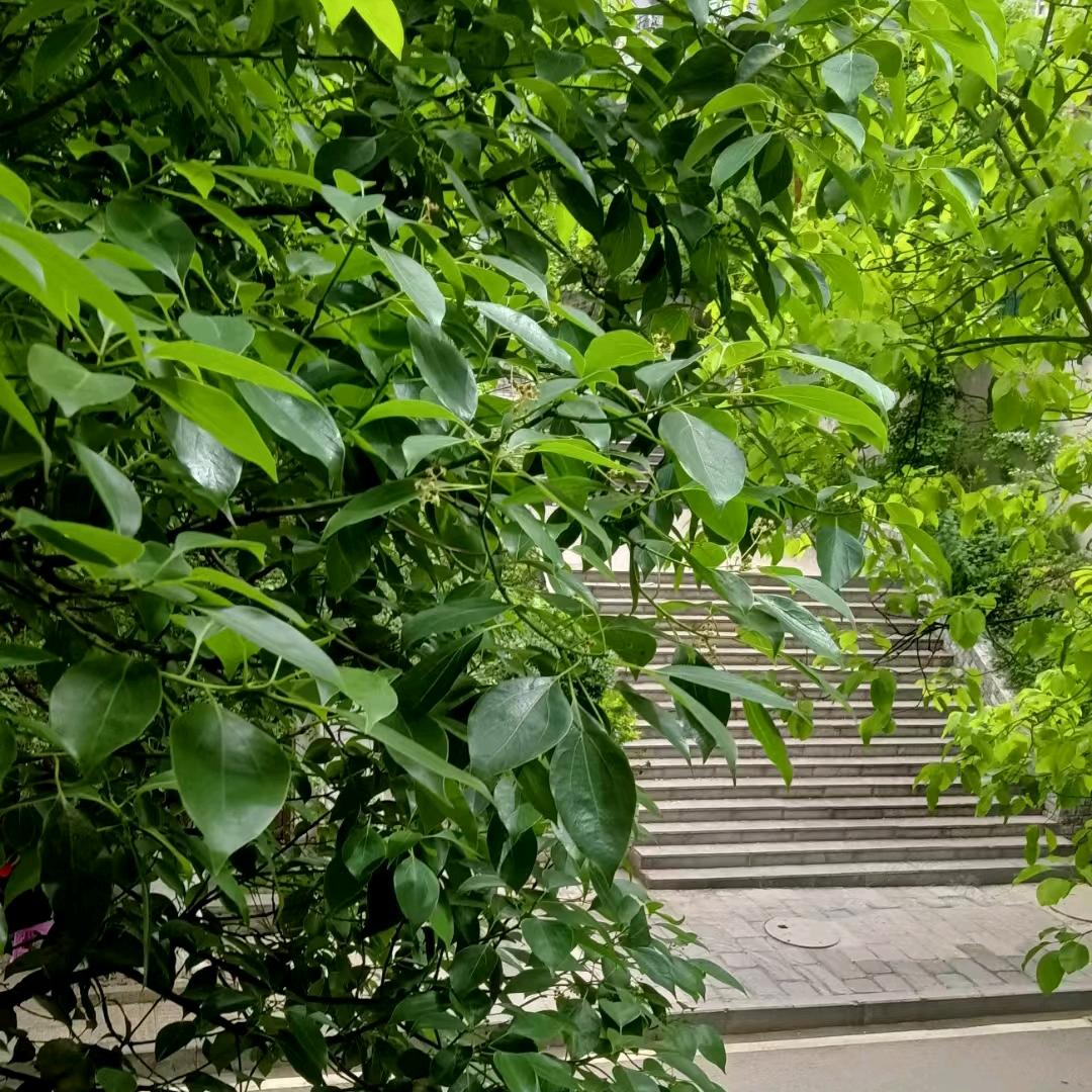 嘉佳