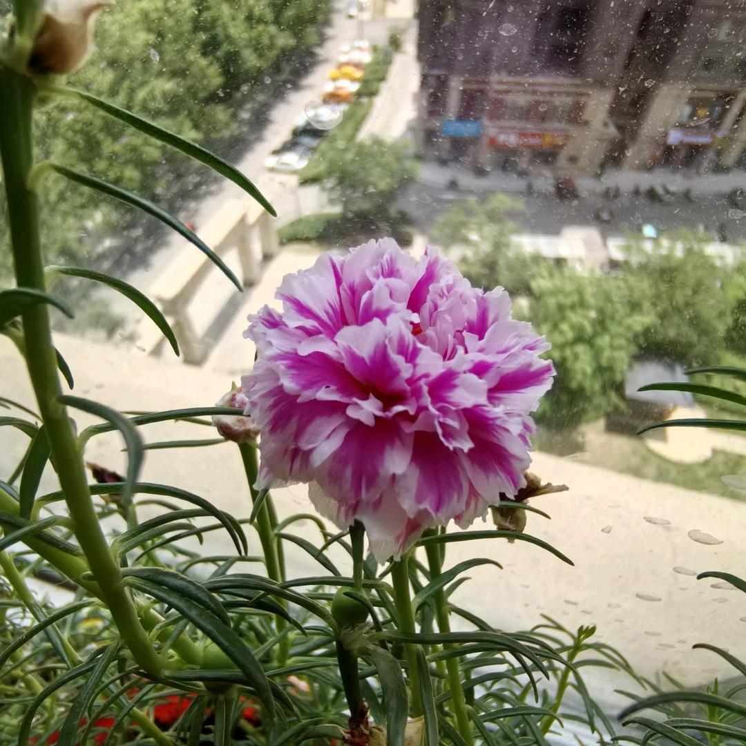 轩宇乐娅好+好