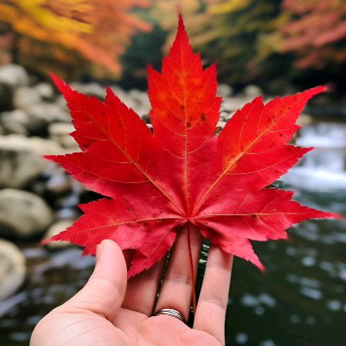 👩‍❤️‍💋‍👨🍁冷艳红叶🍁?