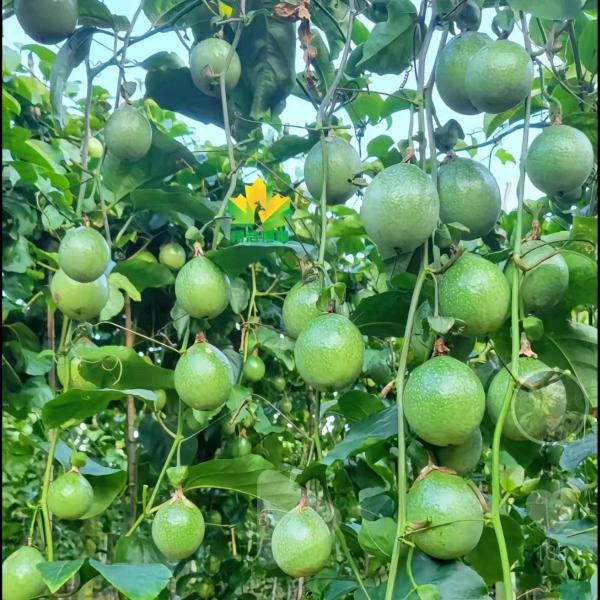 达源百香果
