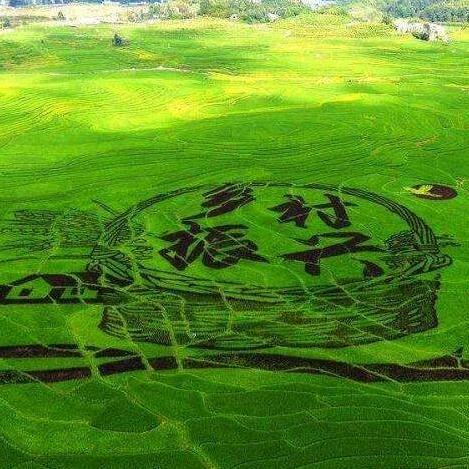 乡村振兴（溯源）