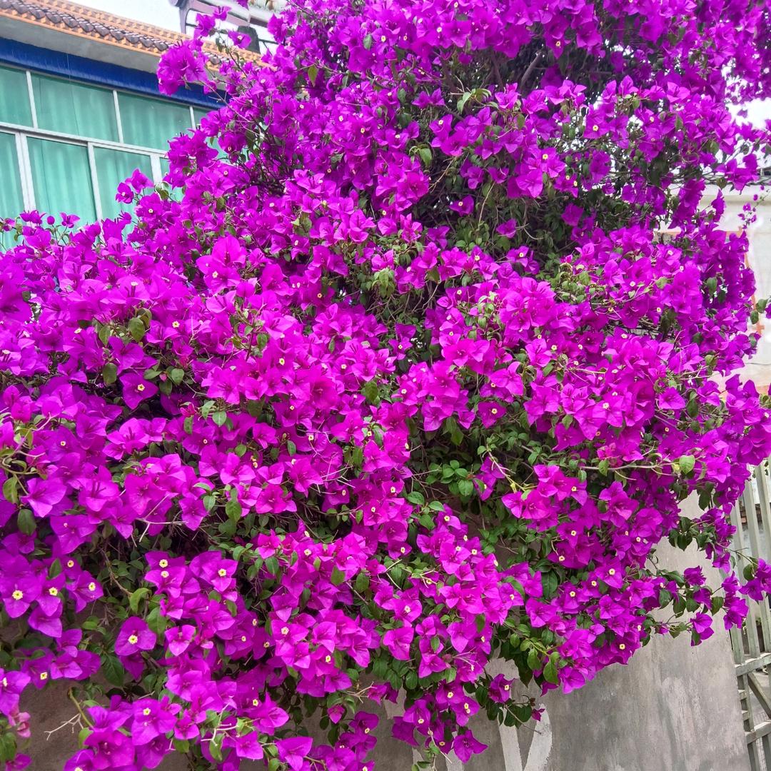 穷游者