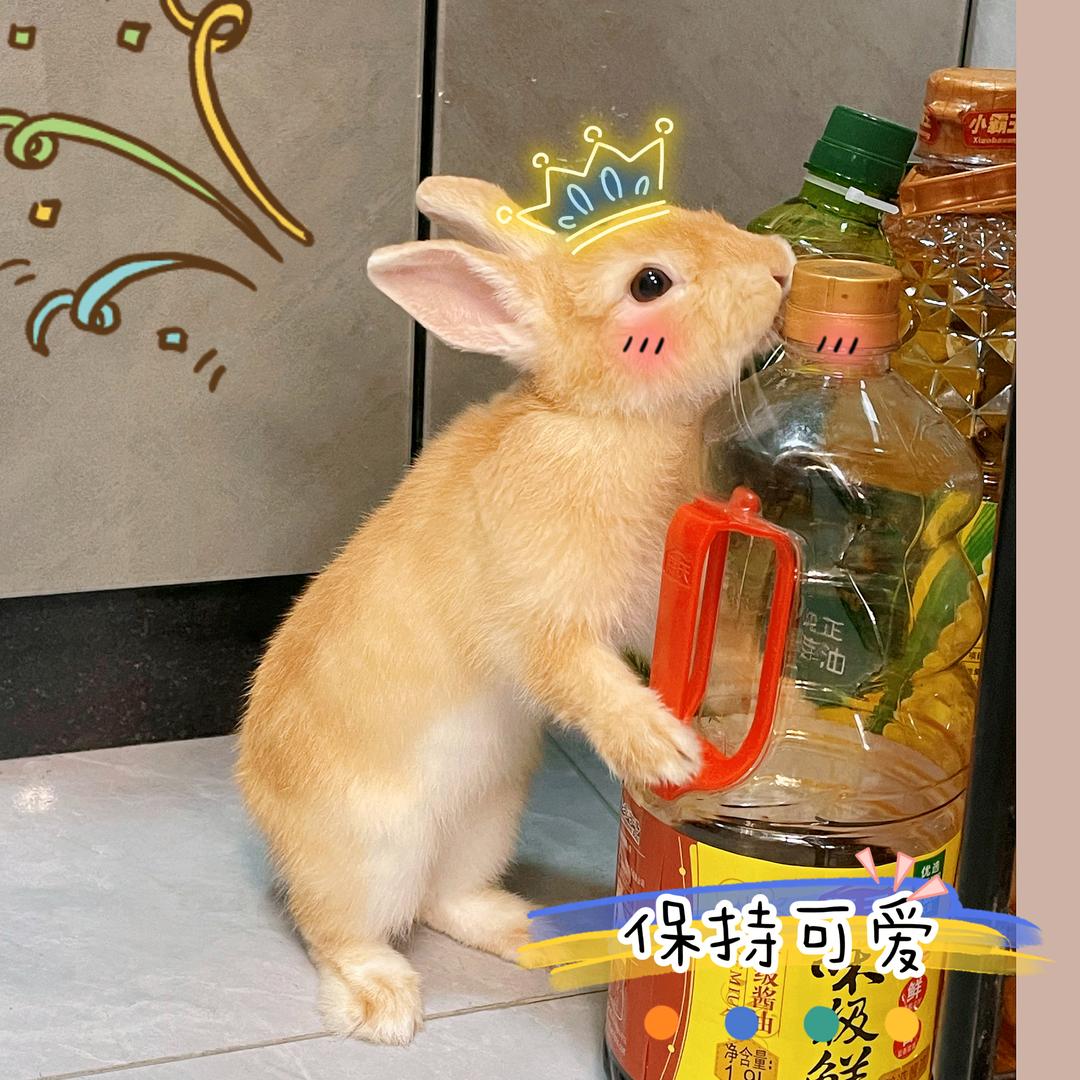 团团兔