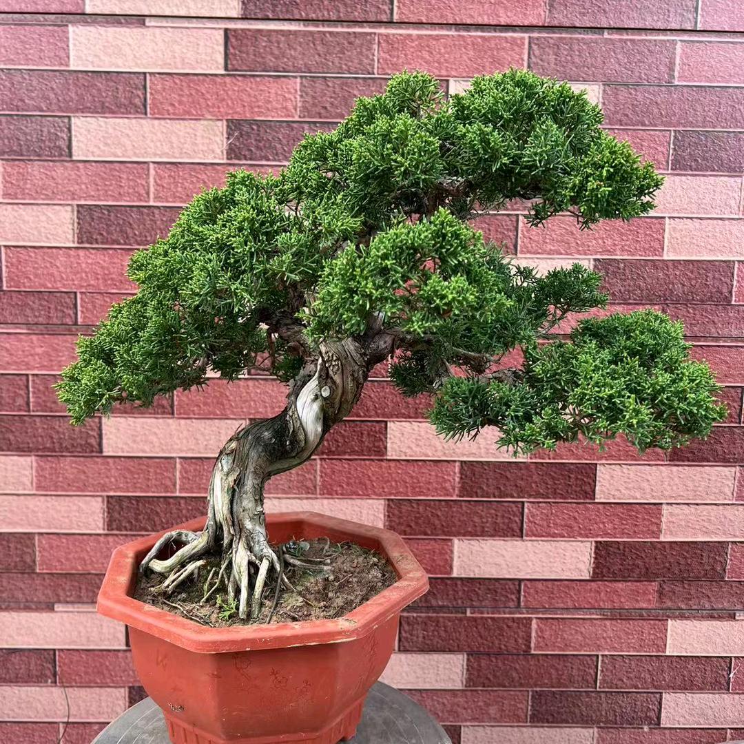 俊程盆景