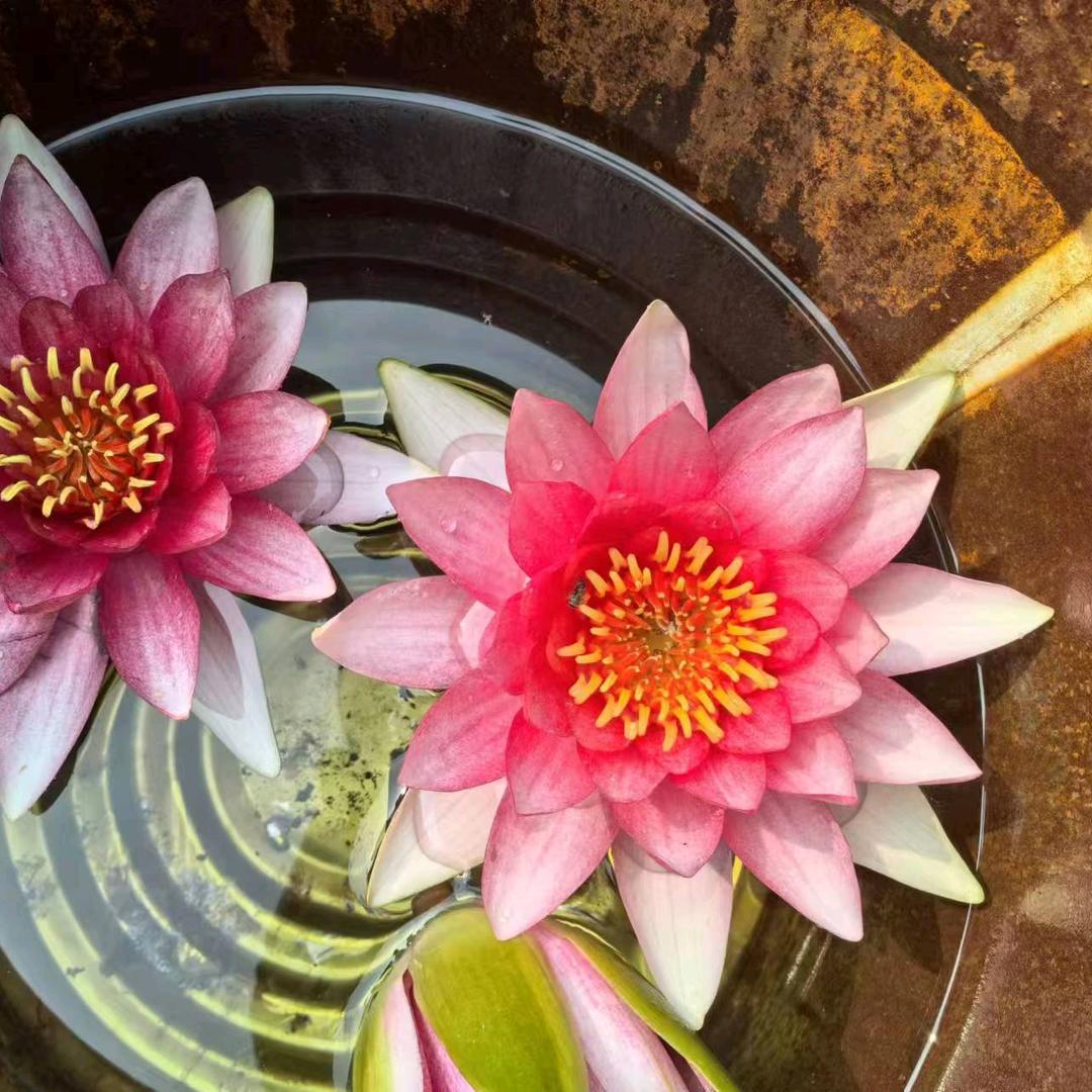 孝道纸品、纸衣、布衣