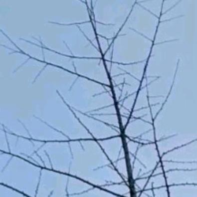 雪花飞扬