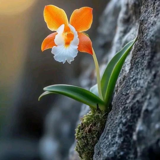 。。。。。。了
