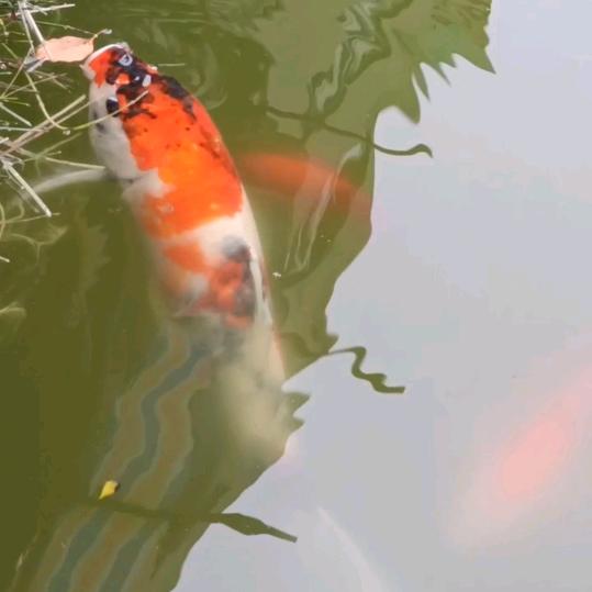 小鱼