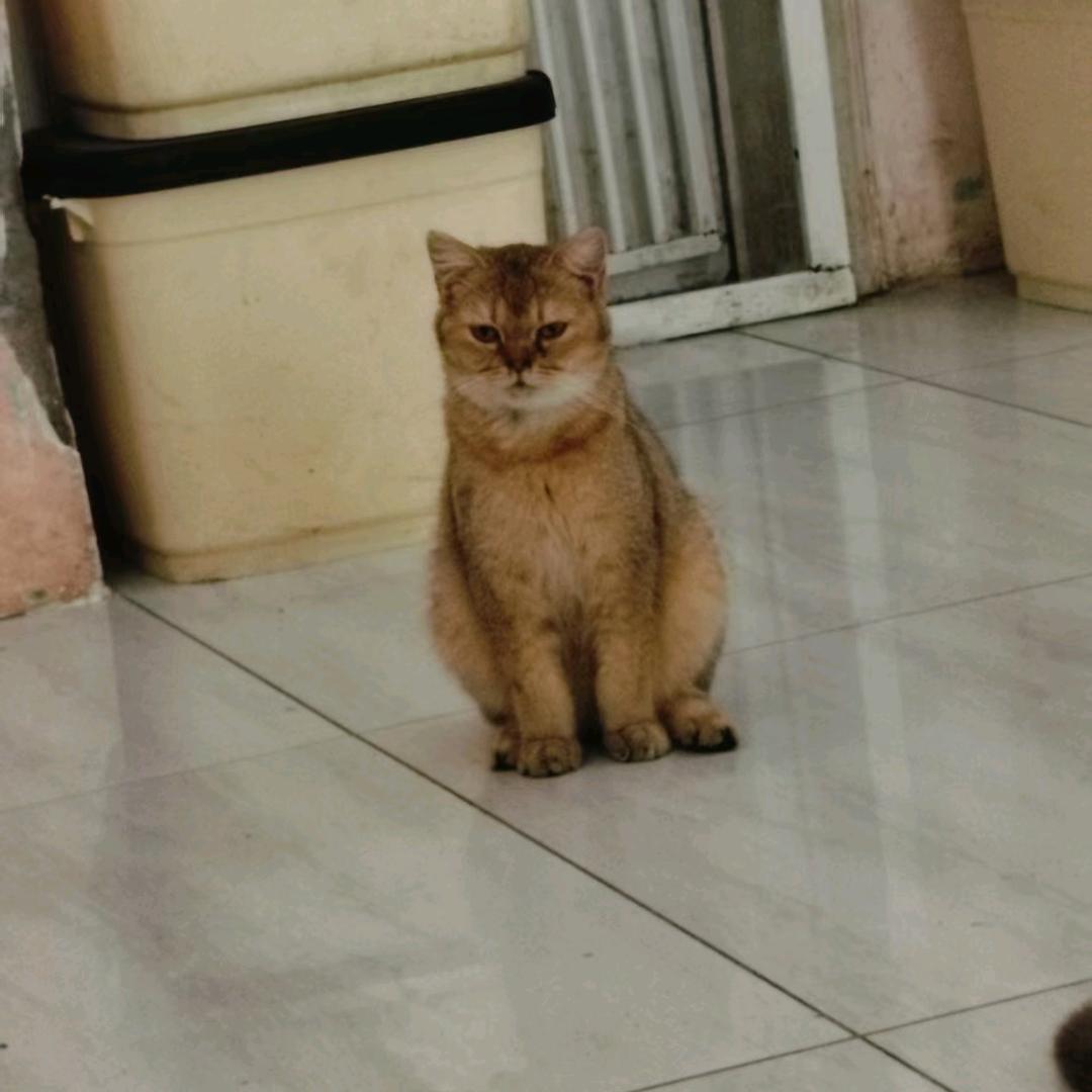 兰
