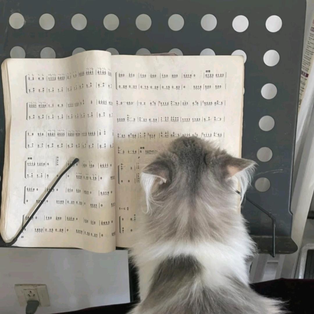 🎵喵喵喵
