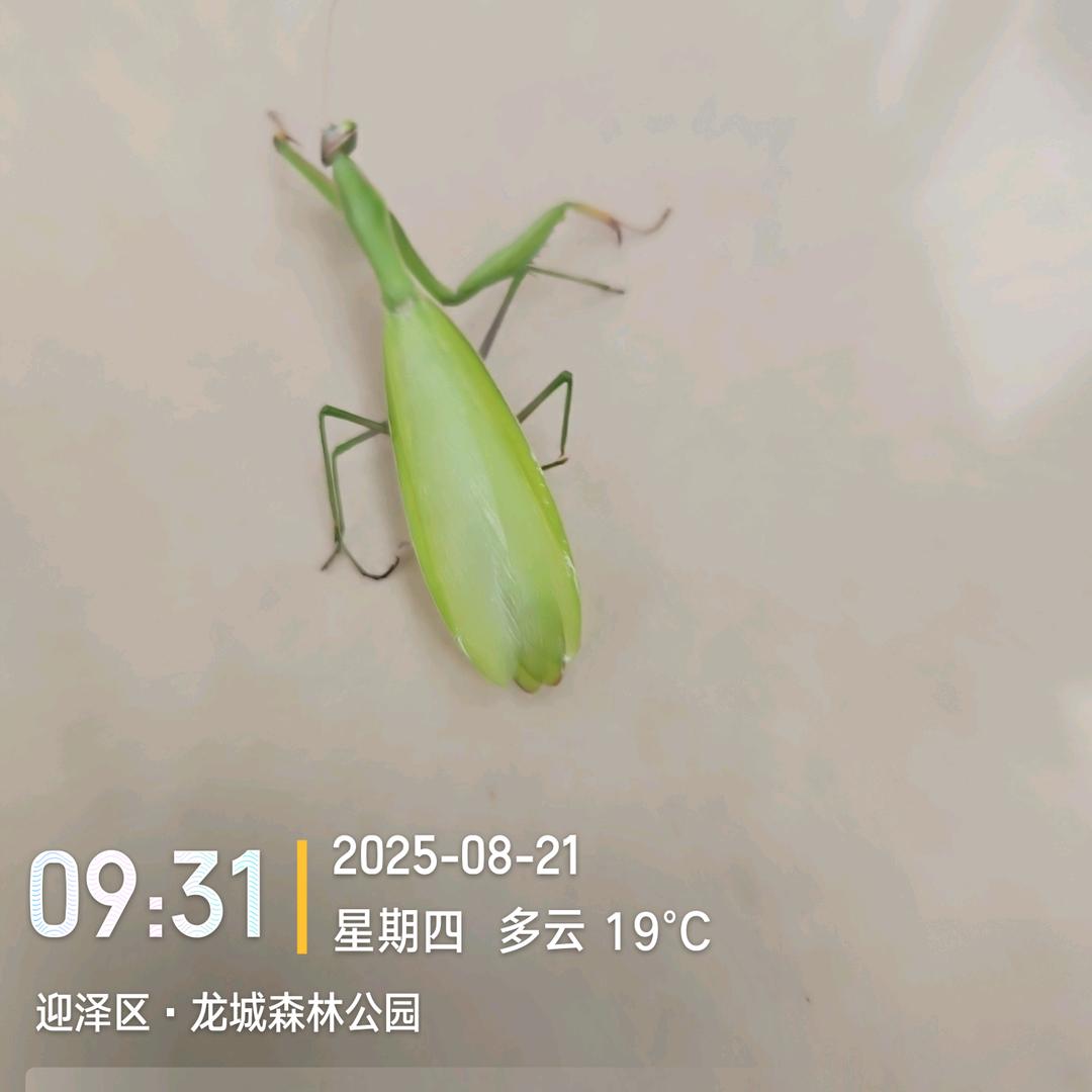 林海