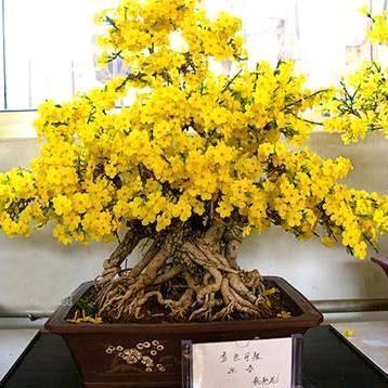小五春艺