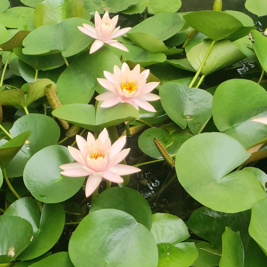 各自安好&