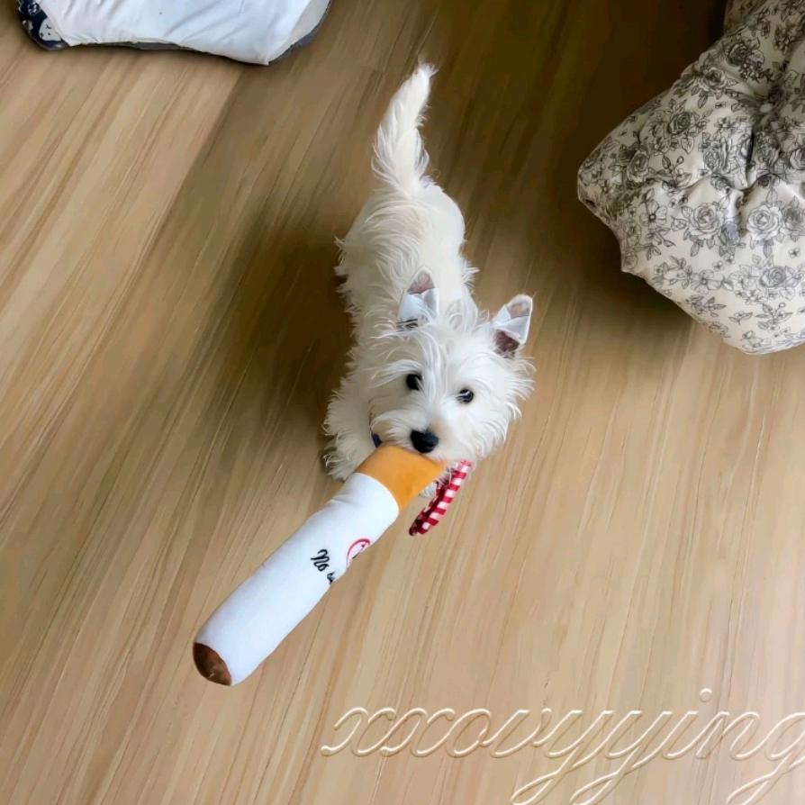 泡泡