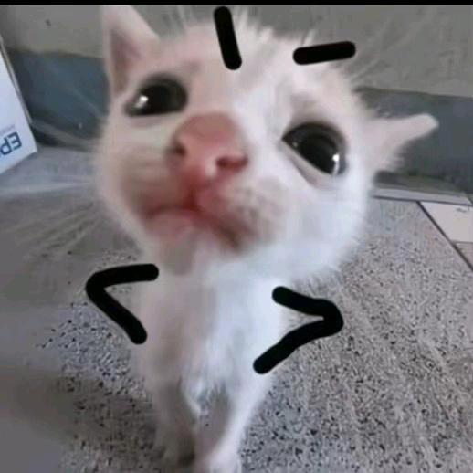 豪豪豪