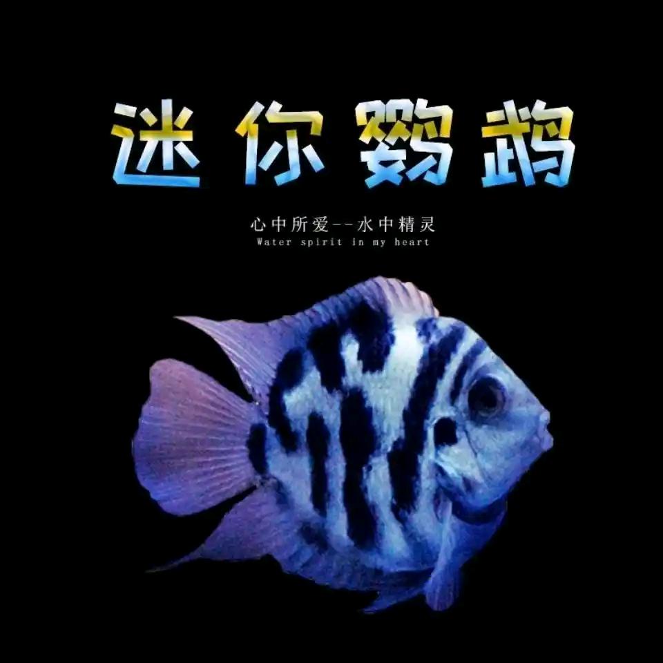 亦泽水族