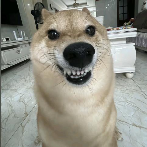 XiaoZhu