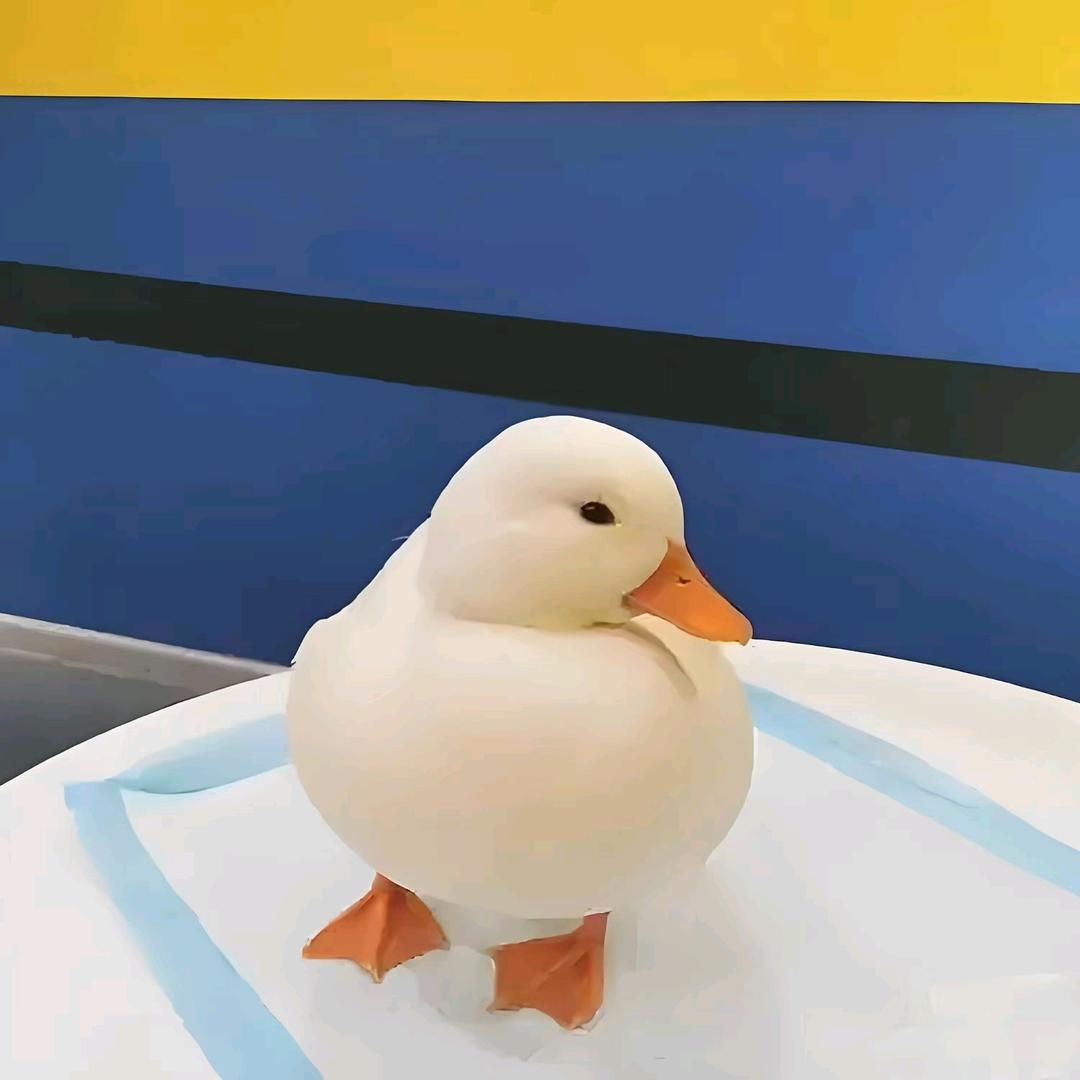 呆萌宠物之家
