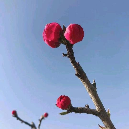梅子