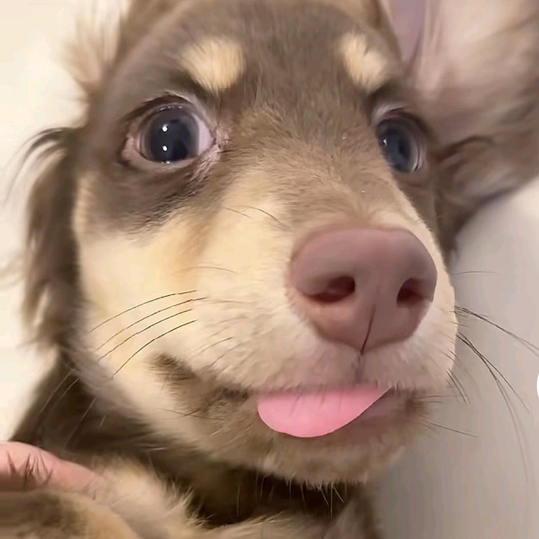 羽不是鱼🐠