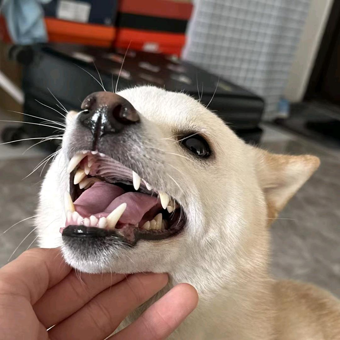 雷的狗子