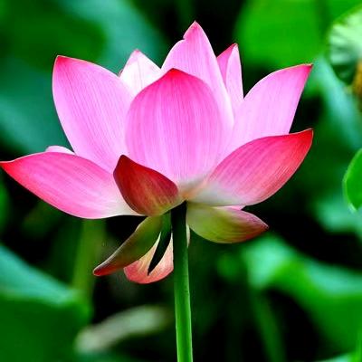 清心ai