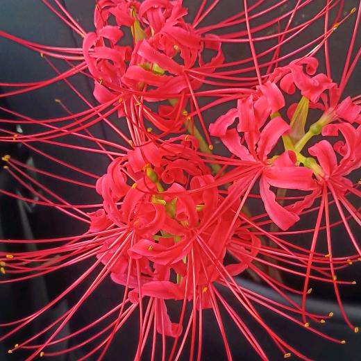 ꧁小鱼水里游꧂