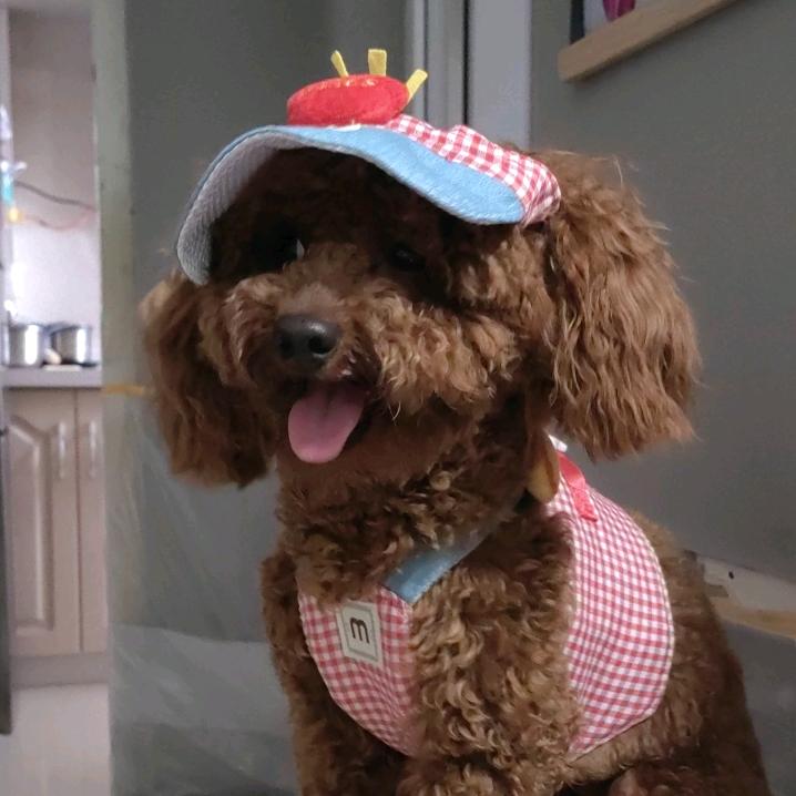 万八月是只泰迪