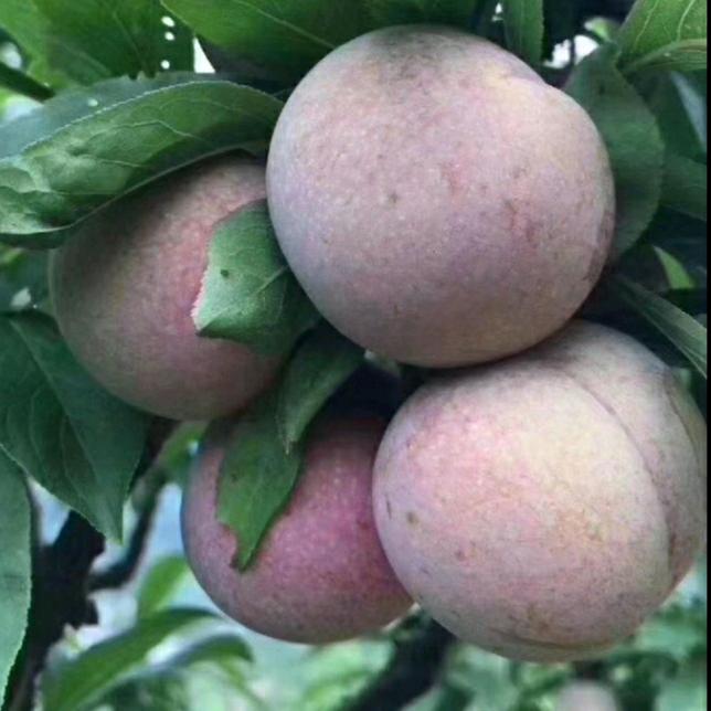 桃形李家乡特产