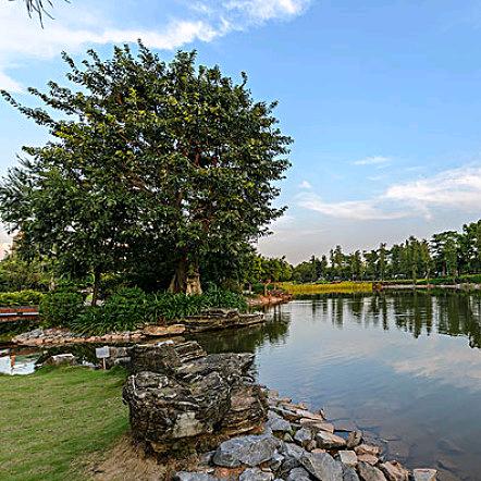 你若盛开，清风自来