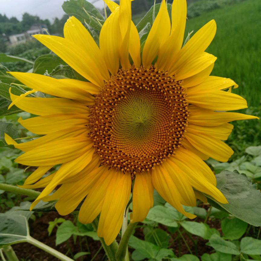 四川🐶🌹🫦(●'◡'●)