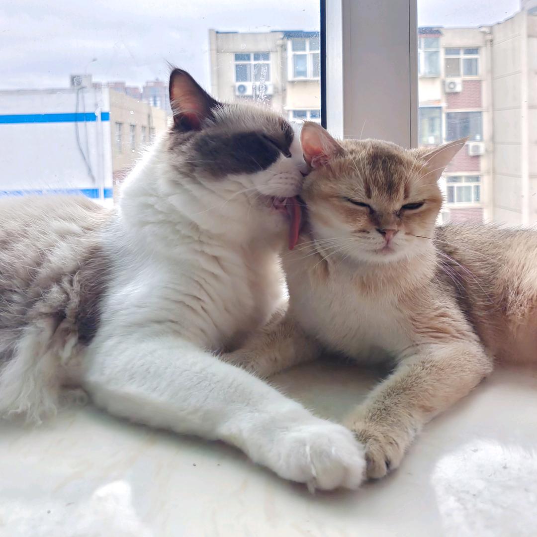 胖妈咪小猫