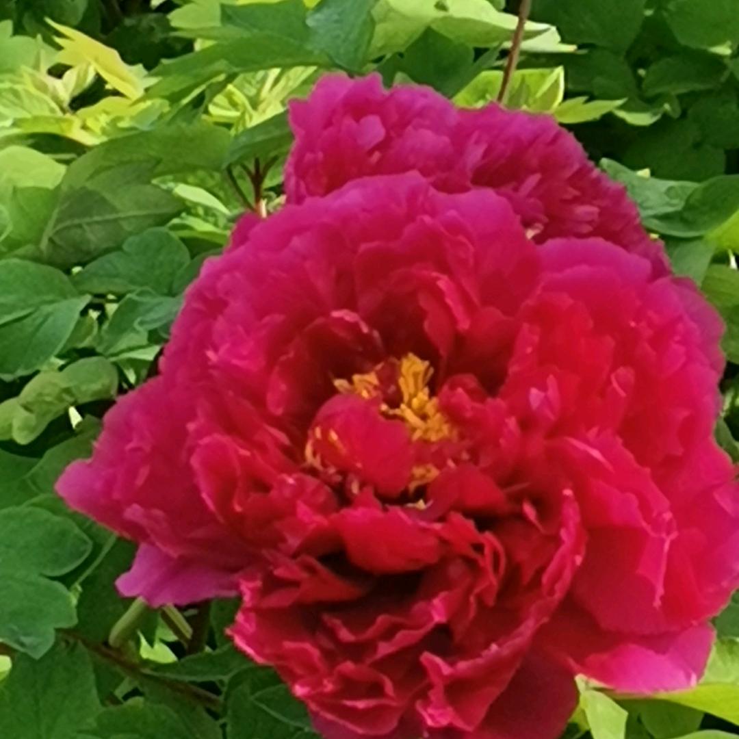 新人开播多多关照🌺