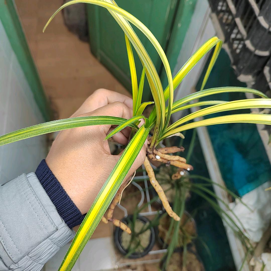 文昌兰苑