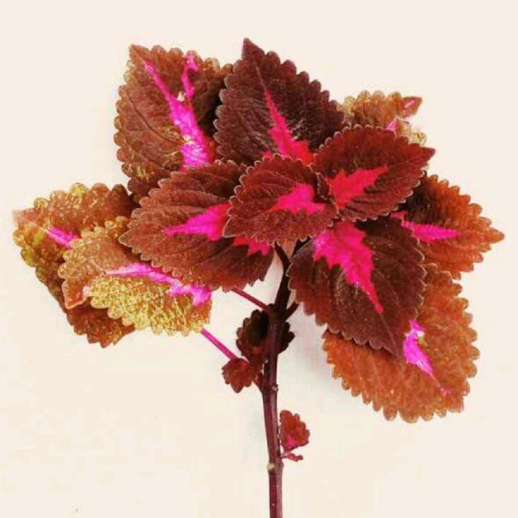 一块砖头五分钱