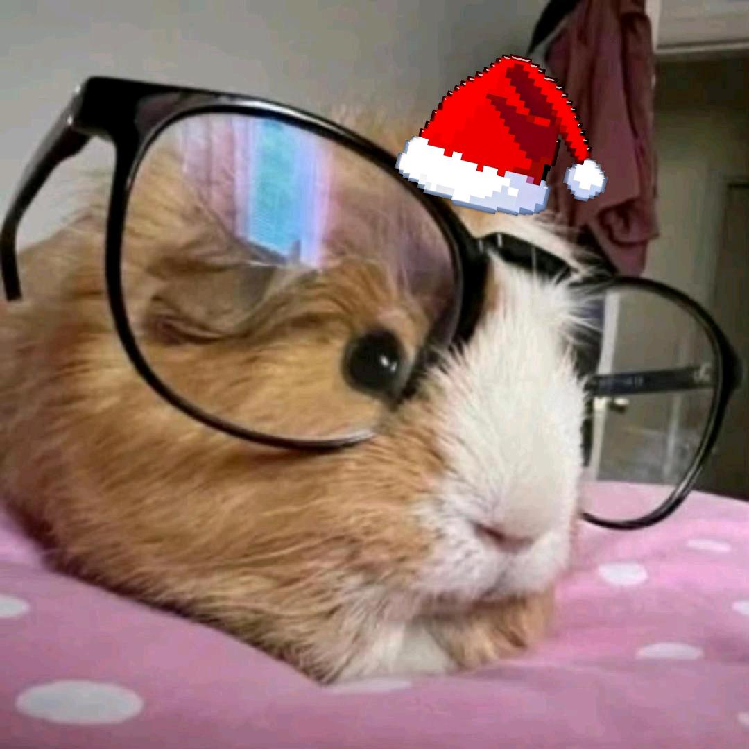 AAA猫条批发汪总