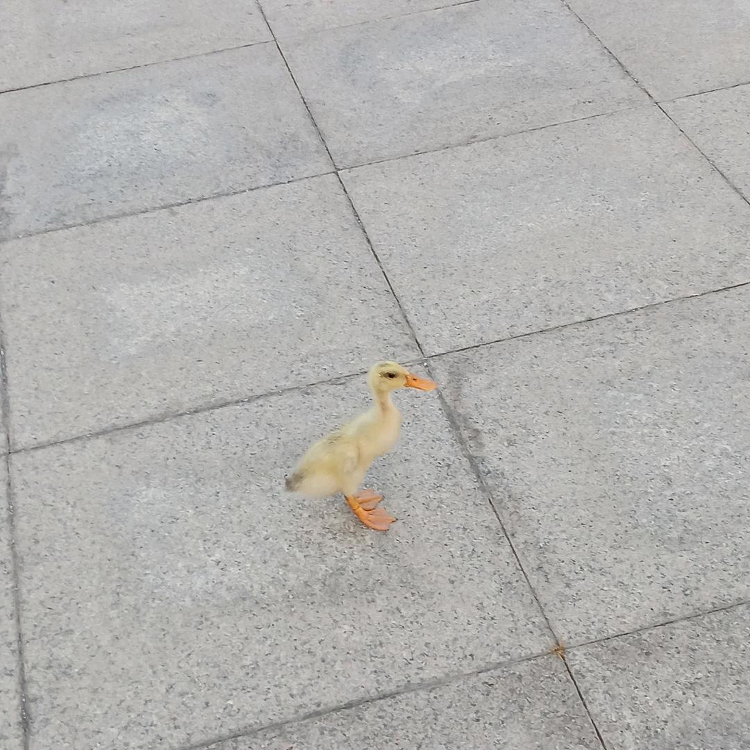 翠花