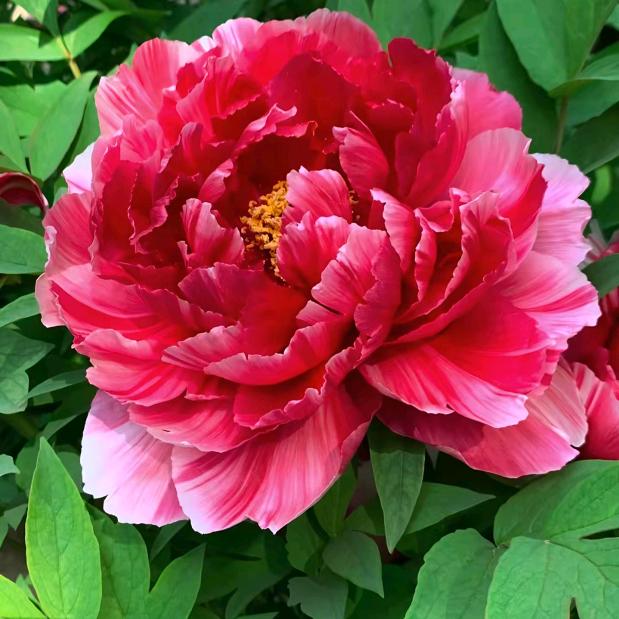 花开富贵.