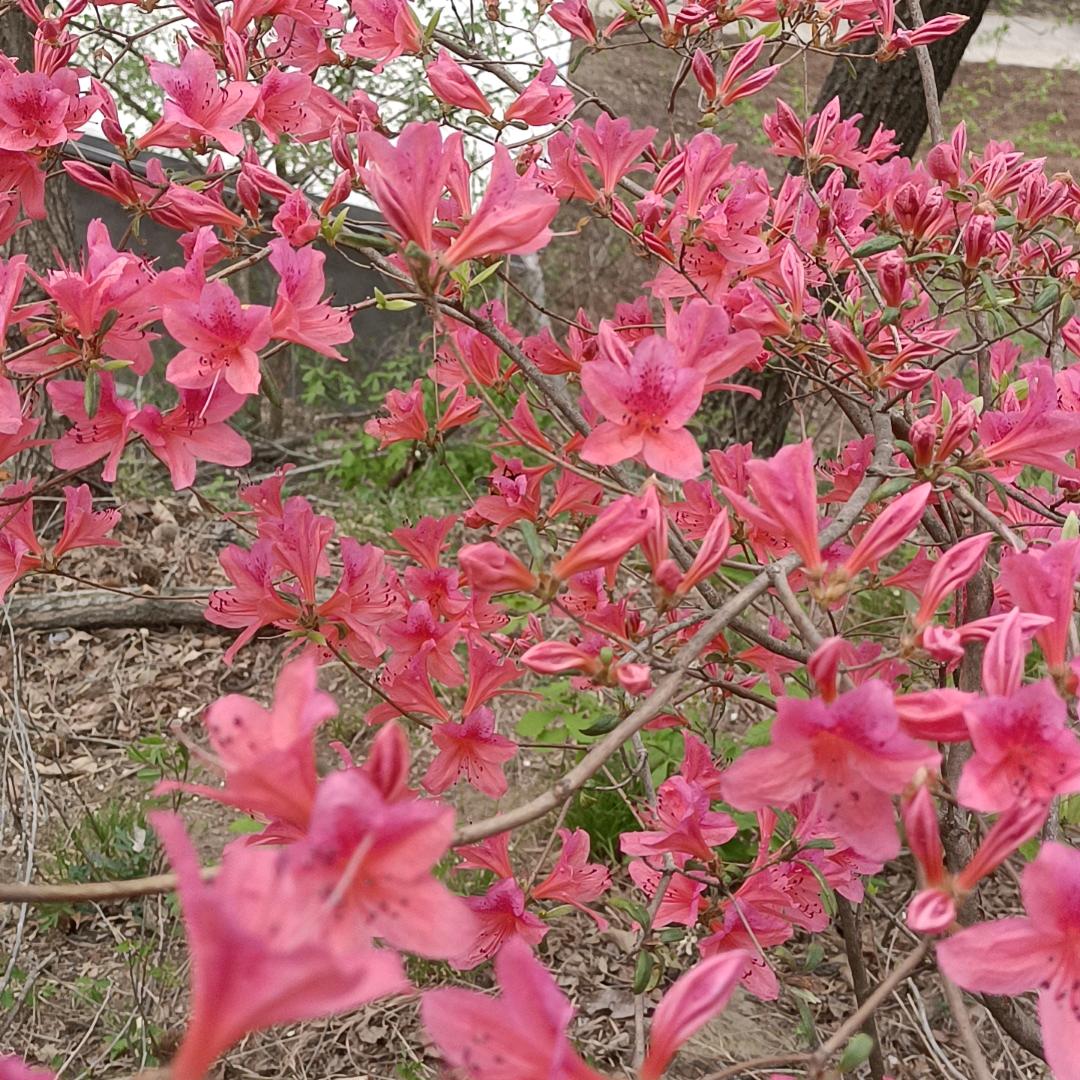 花开的季节