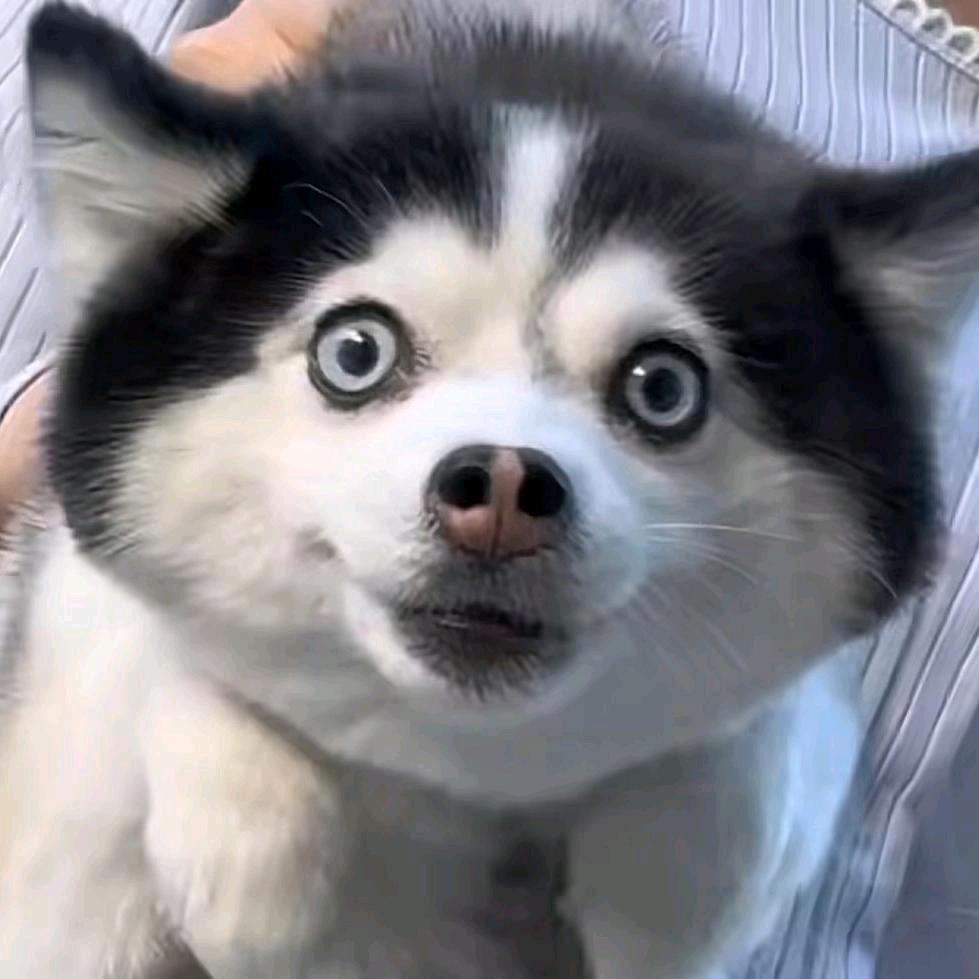 小智