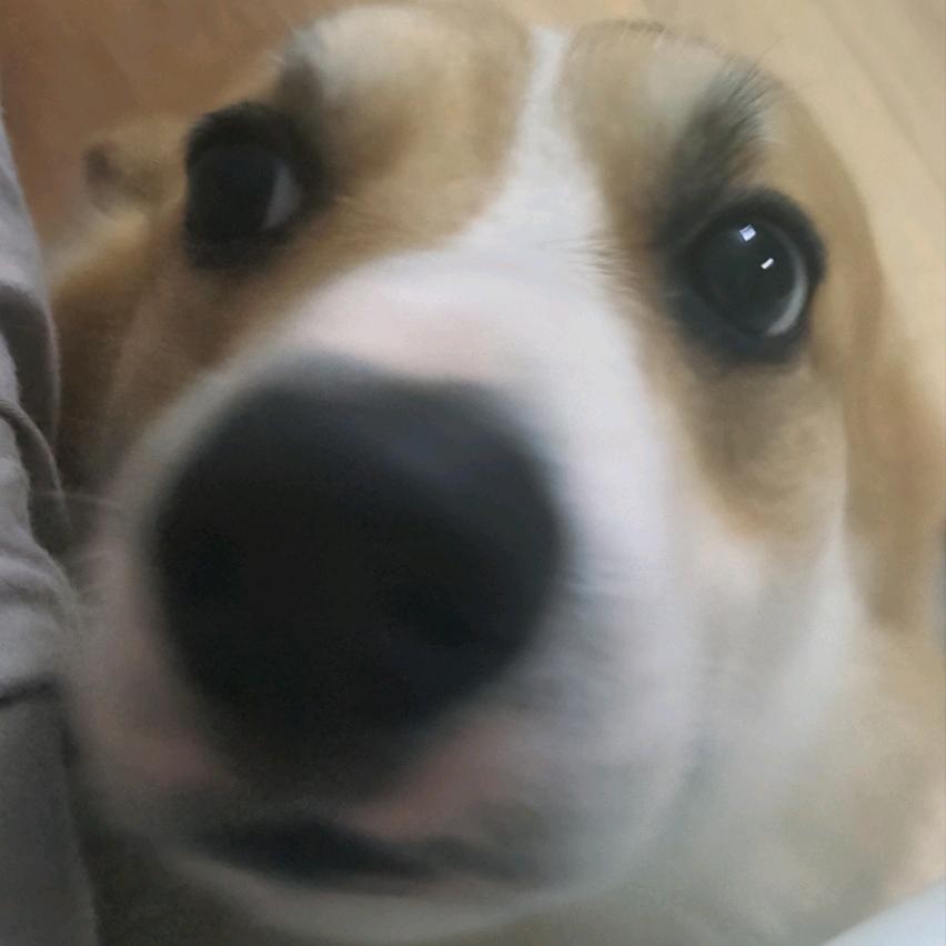 棒槌体育