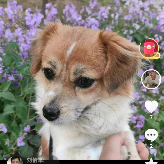 不努力就会饿死的猪