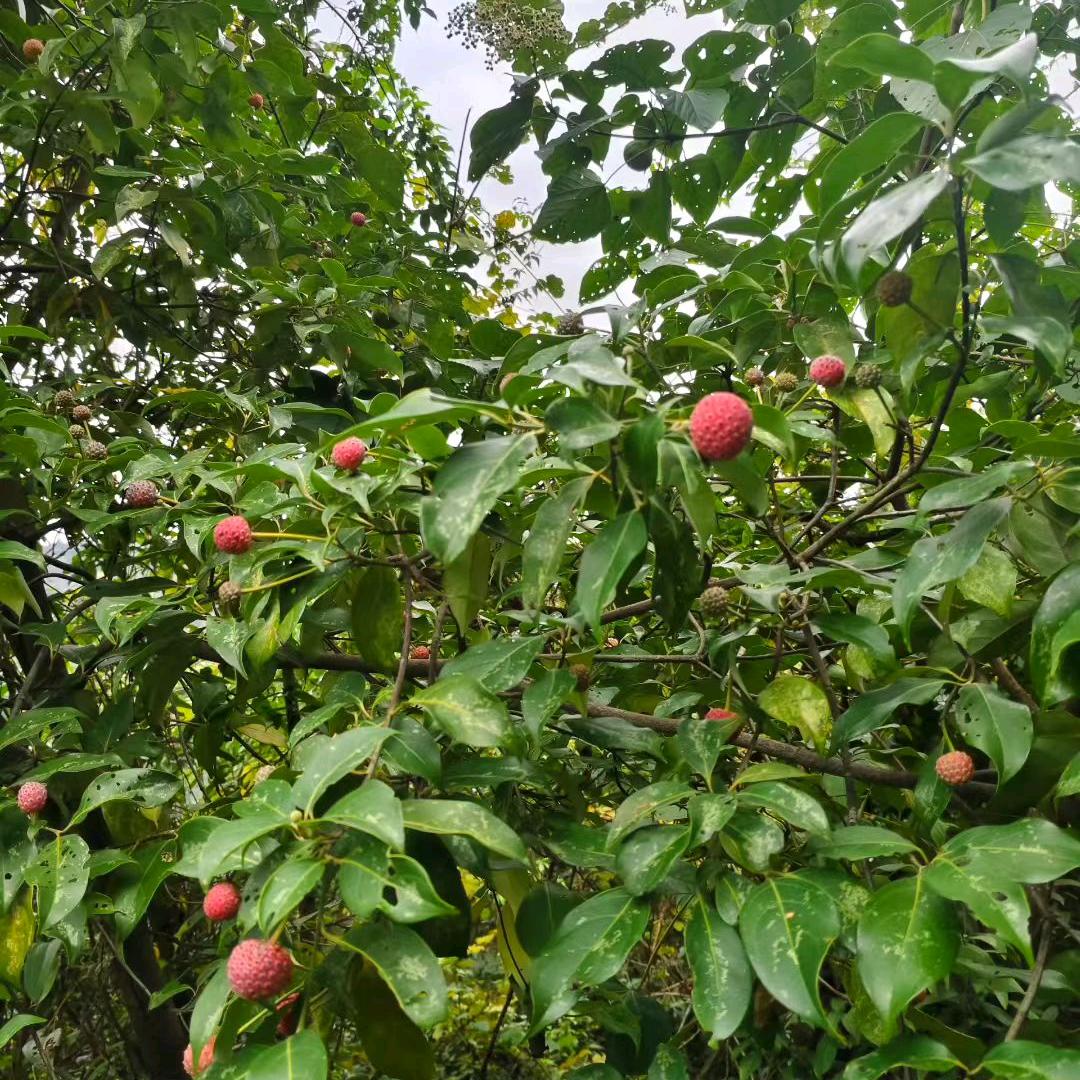 外架，内架搭拆小石