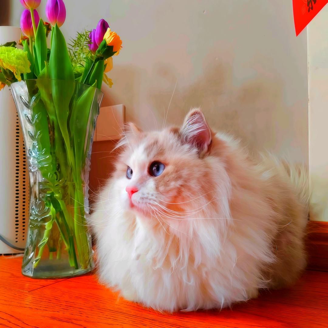 萌宠三猫两狗日常