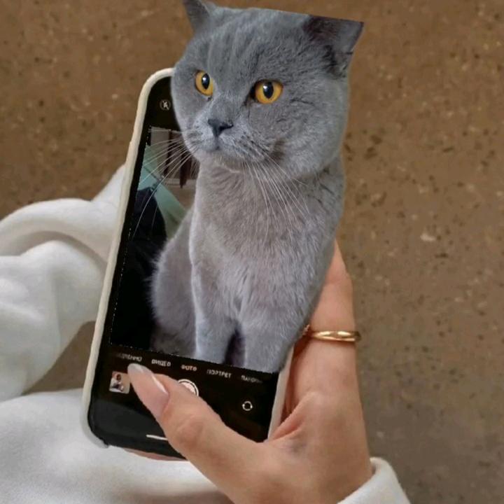 肥肥猫