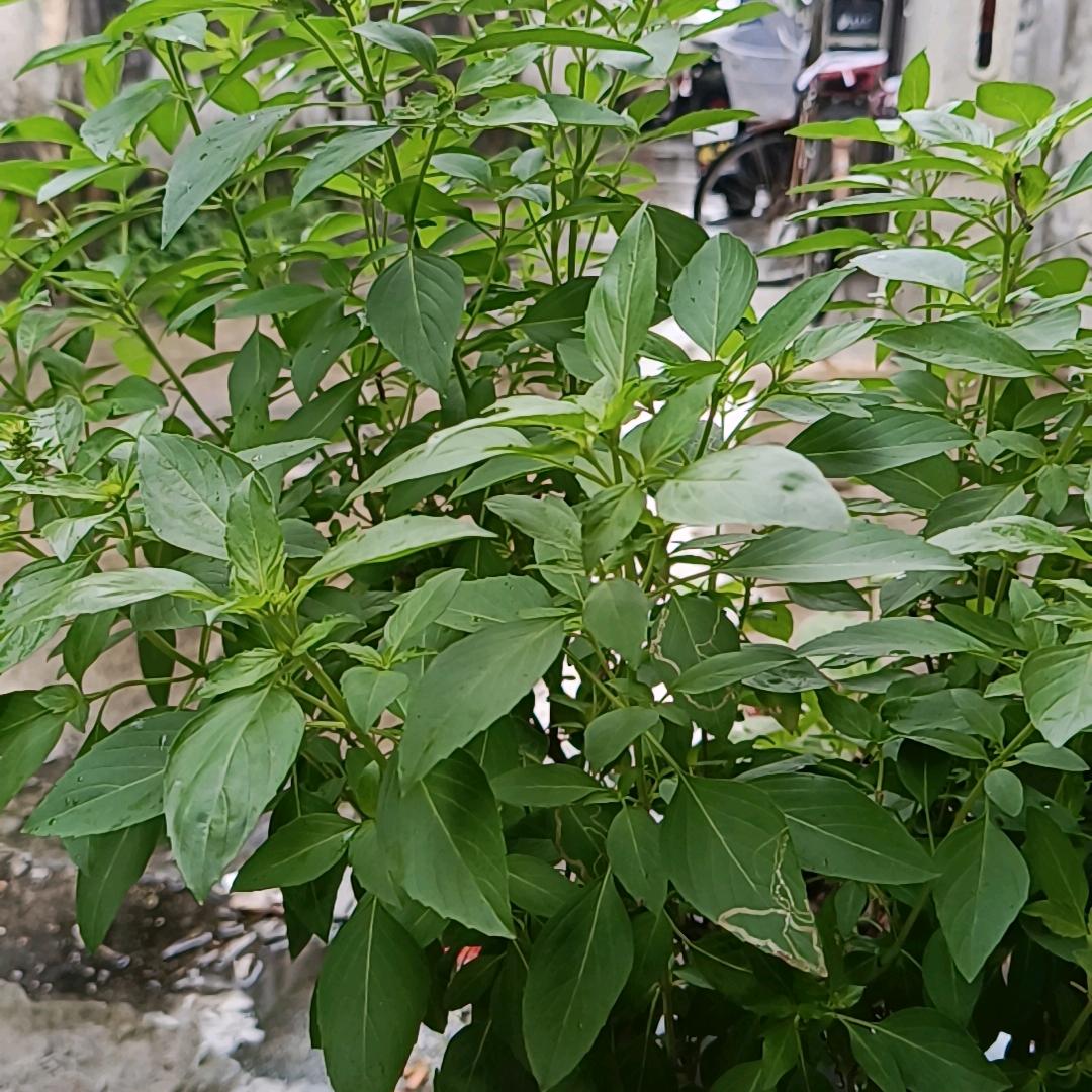 酒酿小鱼干儿🐟/