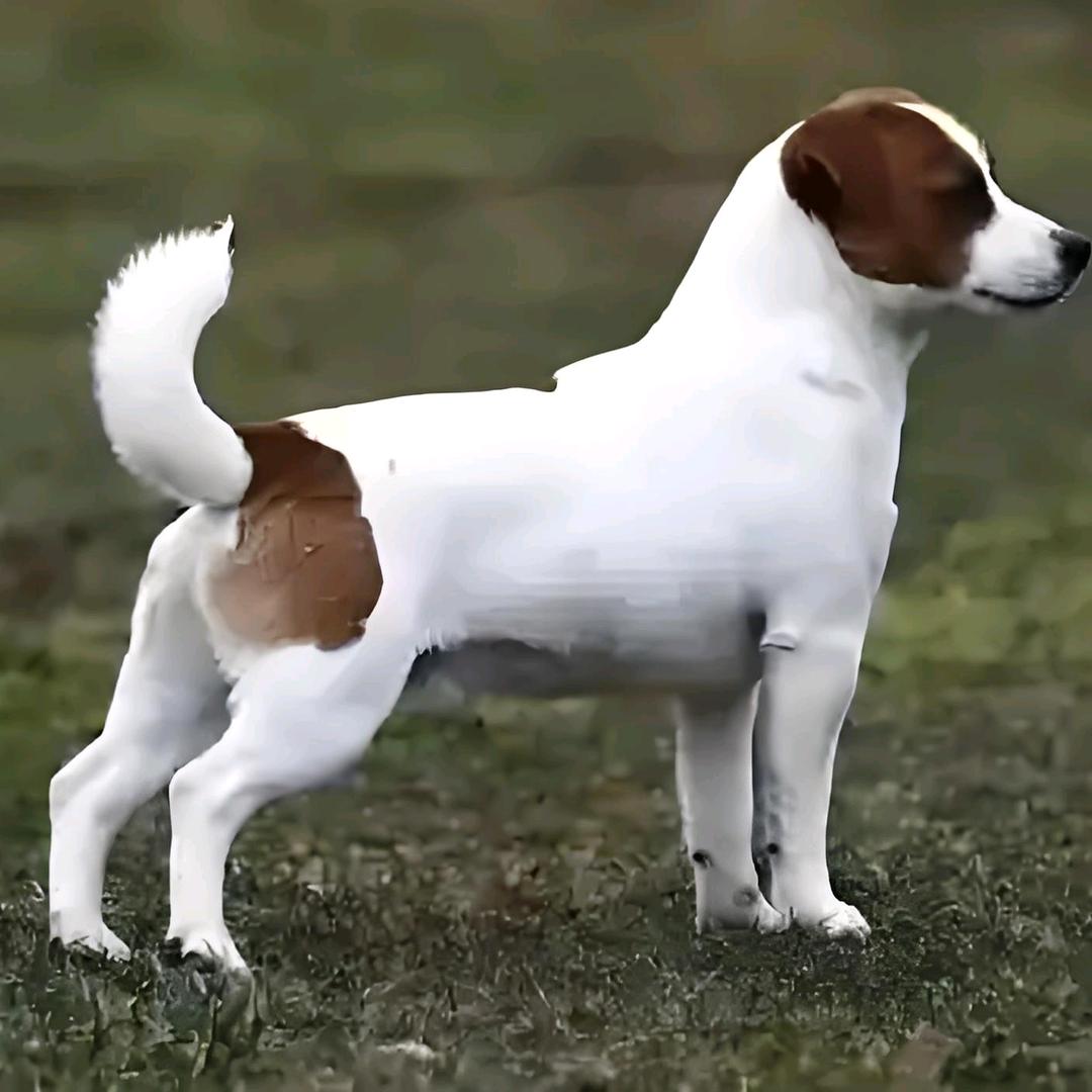 豫西杰克罗素梗小体比熊繁衍基地